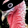 Avatar de maleouf