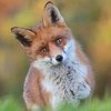Avatar de Raccoon5